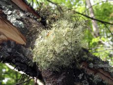 Usnea-florida_2